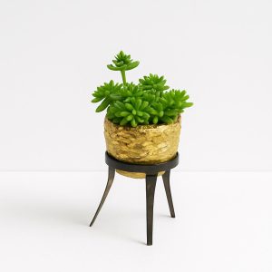 Suculenta artificial